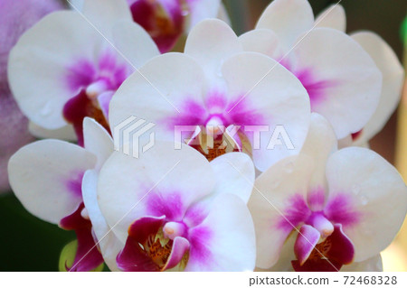 white orchid flower in garden white orchid flower in garden 72468328
