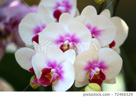white orchid flower in garden white orchid flower in garden 72468329