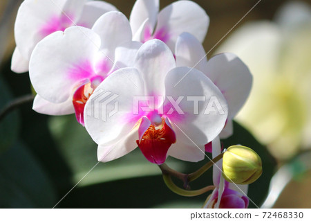 white orchid flower in garden white orchid flower in garden 72468330