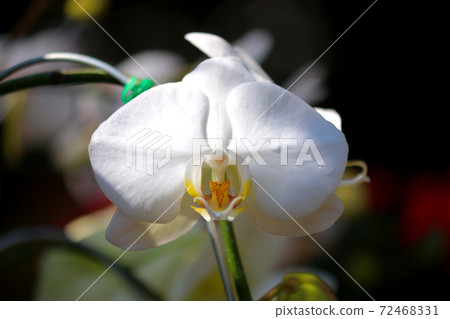 white orchid flower in garden white orchid flower in garden 72468331