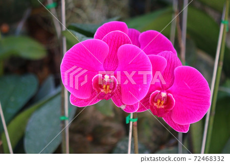 pink orchid flower in garden pink orchid flower in garden 72468332