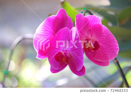 pink orchid flower in garden 72468333