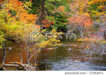 日光湯川，在Yu口湯垣附近，秋天的樹葉景色，秋天的景色 72468641
