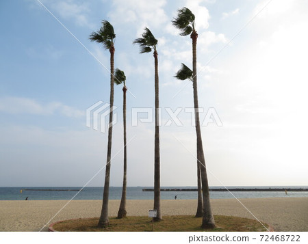 Wishing palm tree Wishing palm tree 72468722