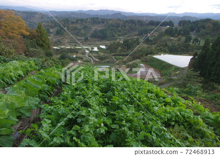 星通的稻田 72468913