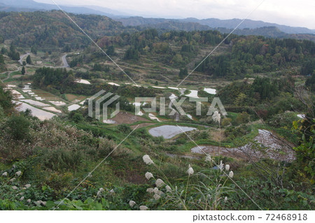 Rice paddy of Star Pass 72468918