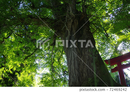 鳥居 72469242