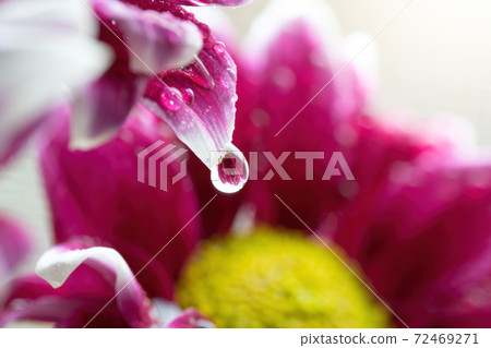 Wet chrysanthemum macro photo Wet chrysanthemum macro photo 72469271
