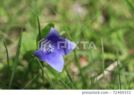 Bellflower Bellflower 72469333