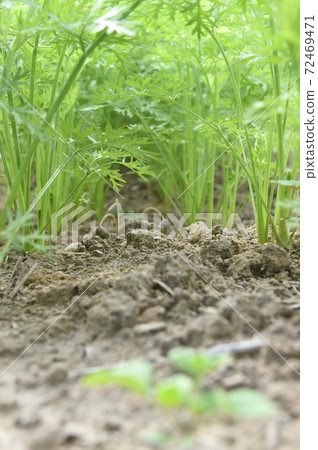 Agriculture  Agriculture  72469471