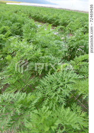 Agriculture  Agriculture  72469486