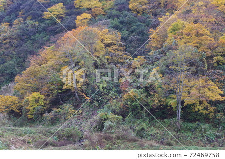 秋天的樹葉 72469758