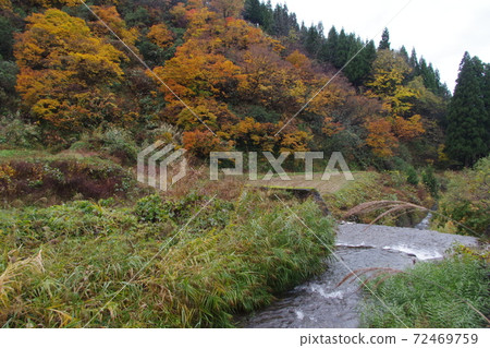 秋天的樹葉 72469759