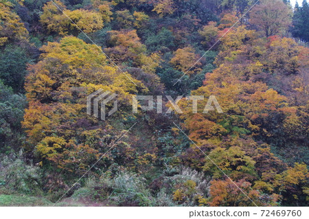 秋天的樹葉 72469760