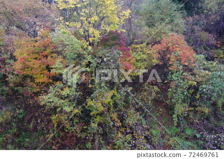 Autumn leaves Autumn leaves 72469761