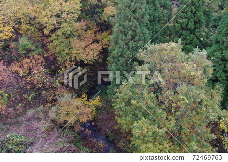 Autumn leaves Autumn leaves 72469763
