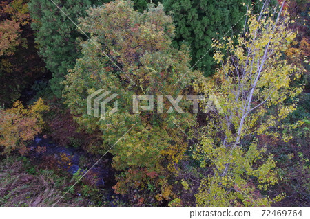 Autumn leaves 72469764