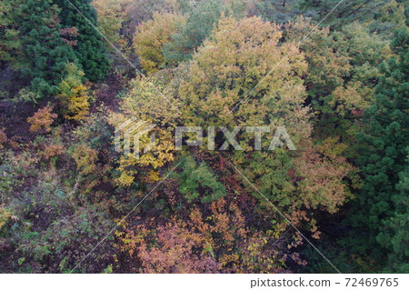 秋天的樹葉 72469765