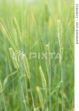 Agriculture  72469832