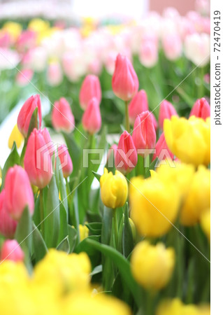 前往Sakainami Chulip Shikisaikan 5 72470419