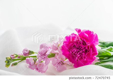 Purple carnation Purple carnation 72470745