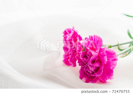 Purple carnation Purple carnation 72470755