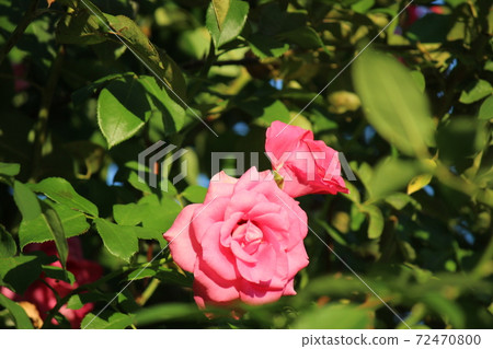 Red pink moist blooming rose Red pink moist blooming rose 72470800