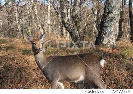 Wild sika deer Wild sika deer 72472159