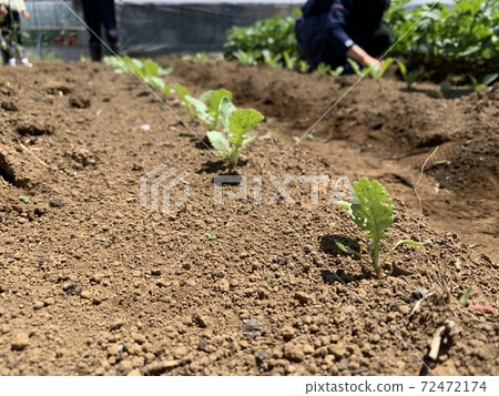 Vegetable bud Vegetable bud 72472174