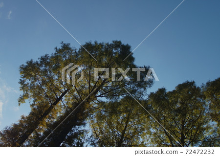 伸向天空的那棵大樹上的藍天 伸向天空的那棵大樹上的藍天 72472232