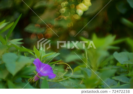盛開在綠色的花園裡的紫色朝高和球散景 盛開在綠色的花園裡的紫色朝高和球散景 72472238