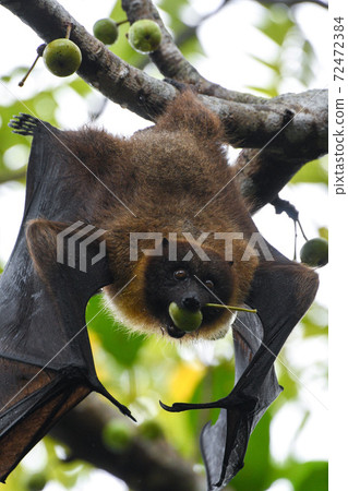 果蝠吃枇杷果 72472384
