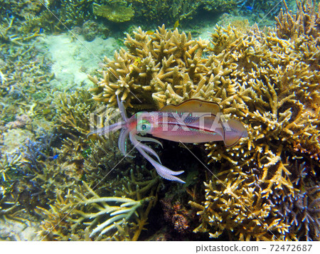 A beautiful bigfin reef squid swimming in the ocean 72472687