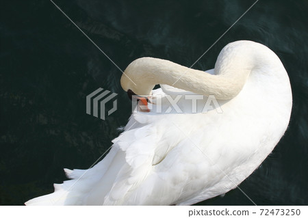 Mute swan that came flying for wintering (Fukuura fishing port, Mihonoseki-cho, Matsue City, Shimane Prefecture) 72473250