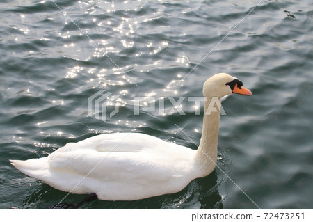 Mute swan that came flying for wintering (Fukuura fishing port, Mihonoseki-cho, Matsue City, Shimane Prefecture) Mute swan that came flying for wintering (Fukuura fishing port, Mihonoseki-cho, Matsue City, Shimane Prefecture) 72473251