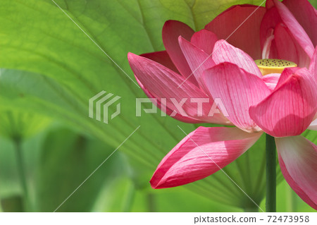 蓮花已經開始開放 72473958