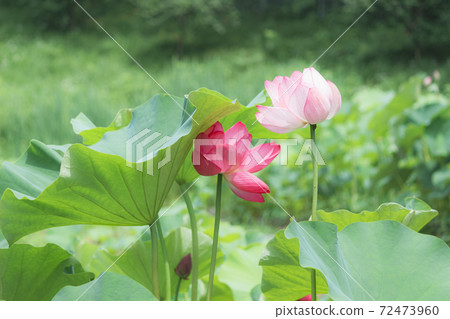 雜草叢生的花朵 72473960