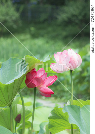 Lous flowers lined up side by side (vertical) 72473964