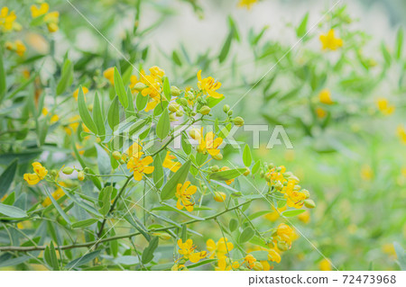 Hana Senna Hana Senna 72473968