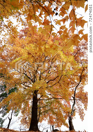 Kochi's late autumn leaves 72474081