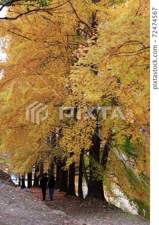 Kochi's late autumn leaves Kochi's late autumn leaves 72474567