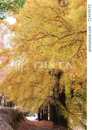 Kochi's late autumn leaves Kochi's late autumn leaves 72474572
