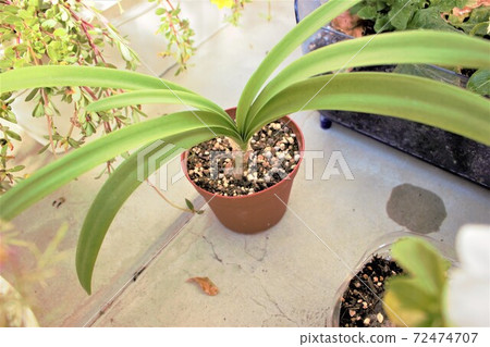 陽台植物 72474707