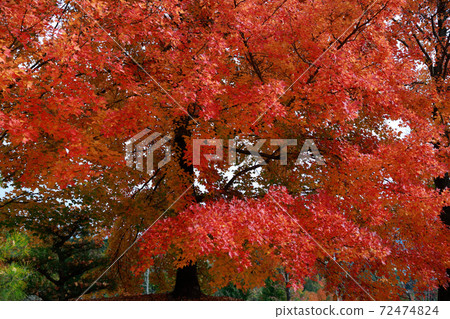Kochi's late autumn leaves 72474824