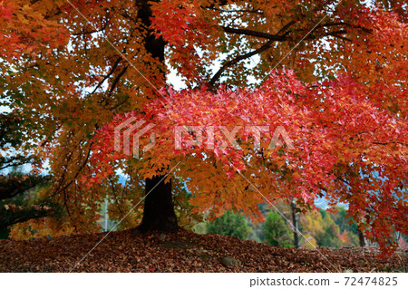 Kochi's late autumn leaves Kochi's late autumn leaves 72474825