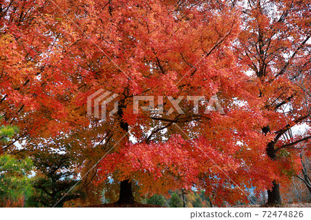 Kochi's late autumn leaves 72474826