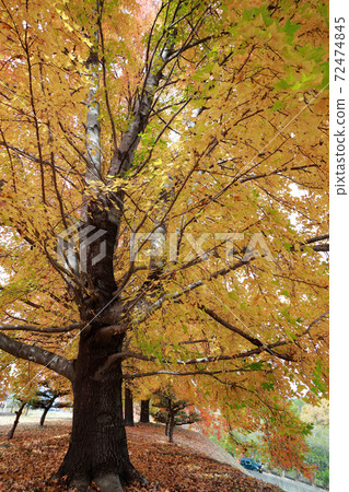 Kochi's late autumn leaves Kochi's late autumn leaves 72474845