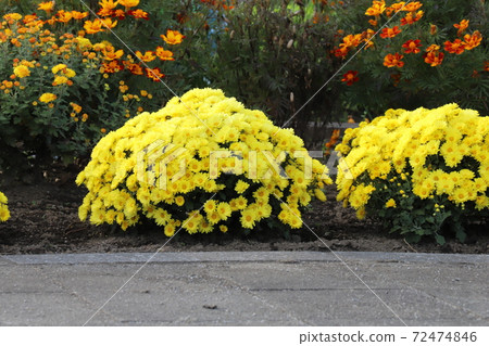 Yellow flowers of potmum blooming in the autumn flowerbed 72474846