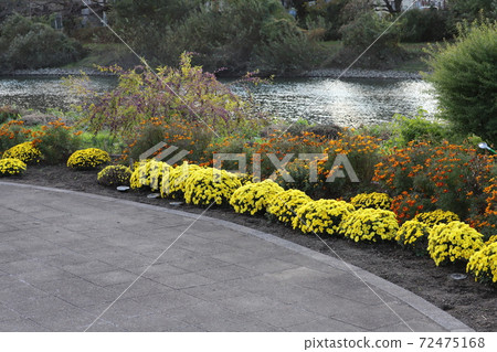 Yellow flowers of potmum blooming in the autumn flowerbed Yellow flowers of potmum blooming in the autumn flowerbed 72475168