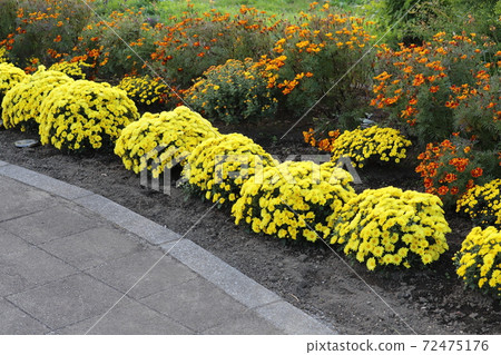 花盆媽媽的黃色的花朵盛開在秋天的花床上 花盆媽媽的黃色的花朵盛開在秋天的花床上 72475176
